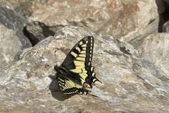 Motyl